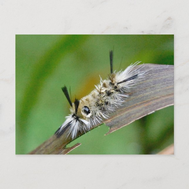 Namnlöst vykort (Framsida)