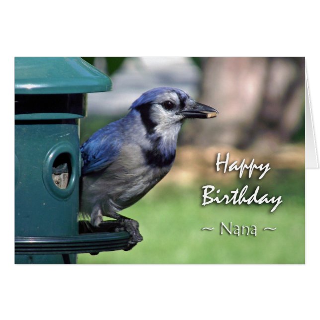 Nana Blue Jay födelsedag på fågelmataren Hälsningskort (Framsidan Horizontal)