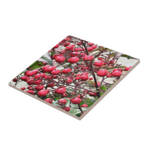 Nandina buske med röda mogna bär kakelplatta