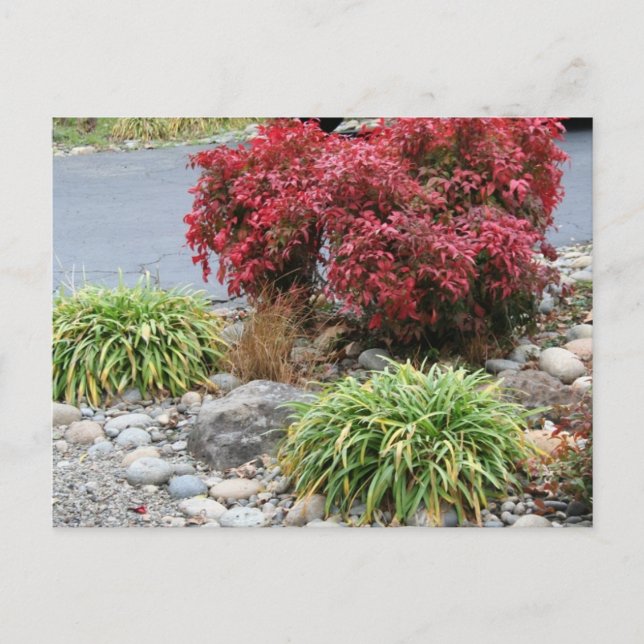 Nandina och Agapanthus Meddelande Vykort (Framsida)