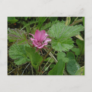 Nangoon Blommar, Unalaska Island Vykort