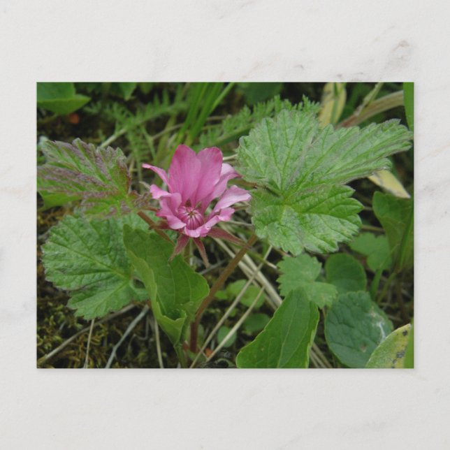 Nangoon Blommar, Unalaska Island Vykort (Framsida)