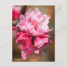 Nankat persiko [vykort] vykort