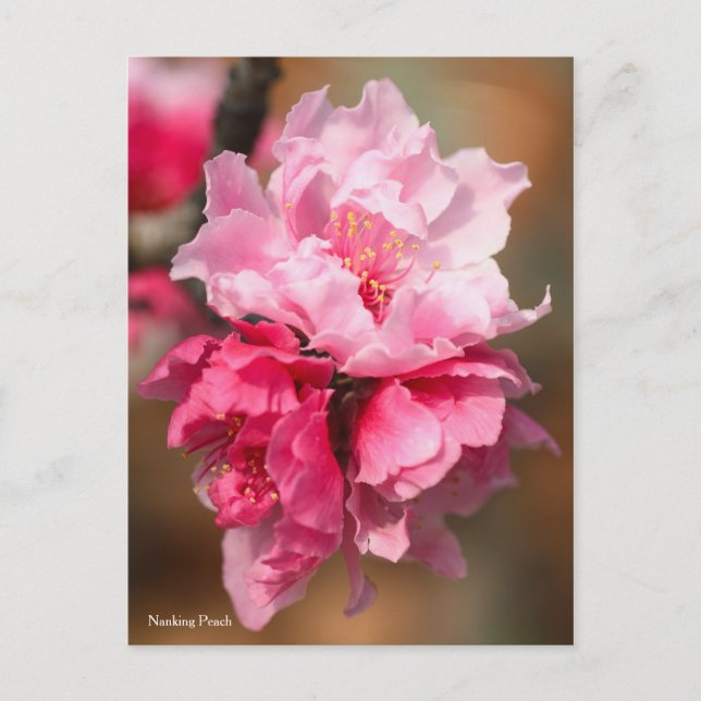 Nankat persiko [vykort] vykort (Framsida)