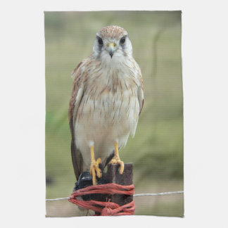 Nankeen Kestrel Kökshandduk