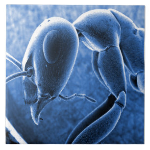 Nano Micrograph för mikroskop för Kakelplatta
