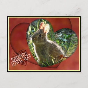 Nånstans Kärlek! Bunny Photograph Vykort