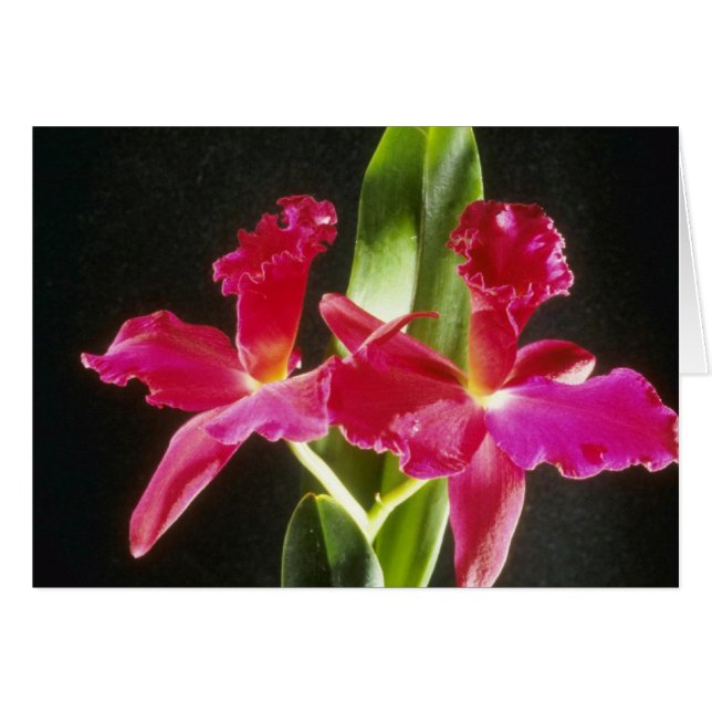 Naokazu "avfyrar blommor för boll" (Potinara) Hälsningskort (Framsidan Horizontal)