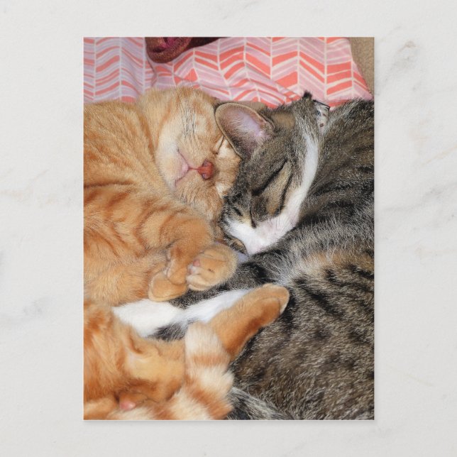 Nap Buddies Vykort (Framsida)
