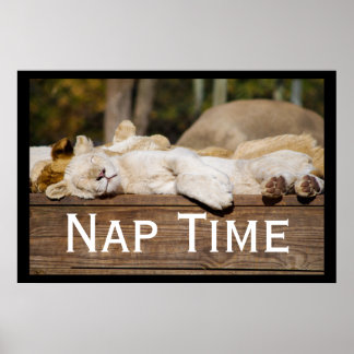 Nap Time Lejon Unge South Afrika Poster