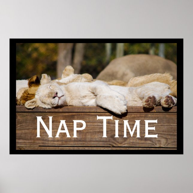 Nap Time Lejon Unge South Afrika Poster (Framsidan)