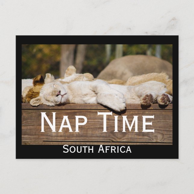 Nap Time Lejon Unge South Afrika Vykort (Framsida)