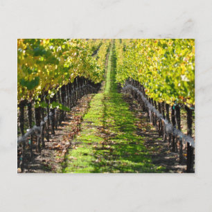 Napa Valley California Grape Vineyard Vykort