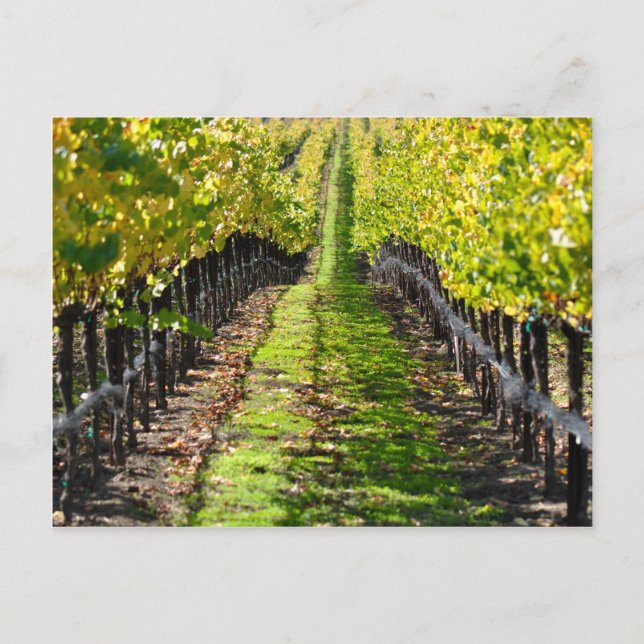 Napa Valley California Grape Vineyard Vykort (Framsida)