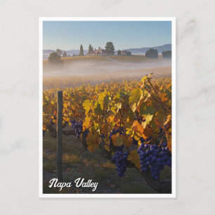 Napa Valley California Vinyard Winery Vykort