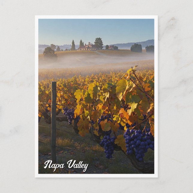 Napa Valley California Vinyard Winery Vykort (Framsida)