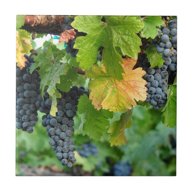 ~ Napa Valley för nedgångdruvaVines Kakelplatta (Framsidan)