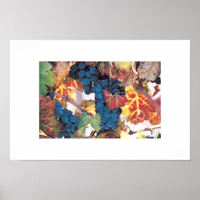 Napa Valley Grape Vine, Vineyard Poster (Framsidan)