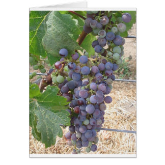 Napa Valley Grapes Hälsningskort
