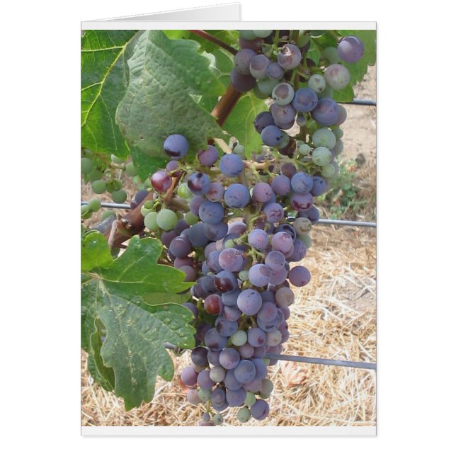 Napa Valley Grapes Hälsningskort (Framsidan)