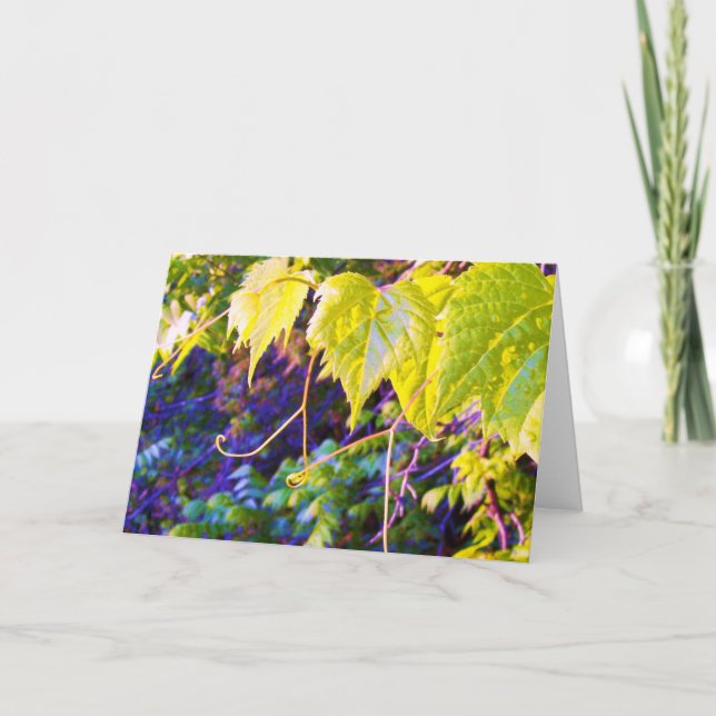 Napa Valley Kort (Framsida)