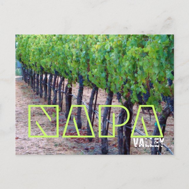Napa Valley Postcard (vin) Vykort (Framsida)