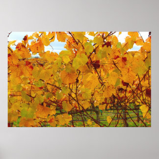 Napa Valley Vin Land Vineyard Poster