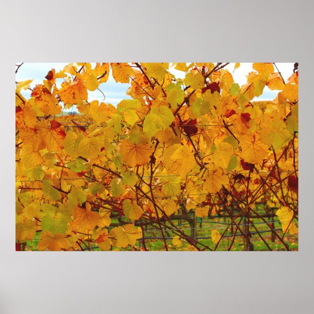 Napa Valley Vin Land Vineyard Poster (Framsidan)
