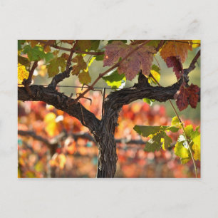Napa Valley Vineyard i Kalifornien Vykort