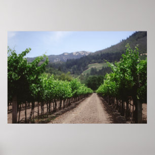 Napa Valley Vineyard Poster