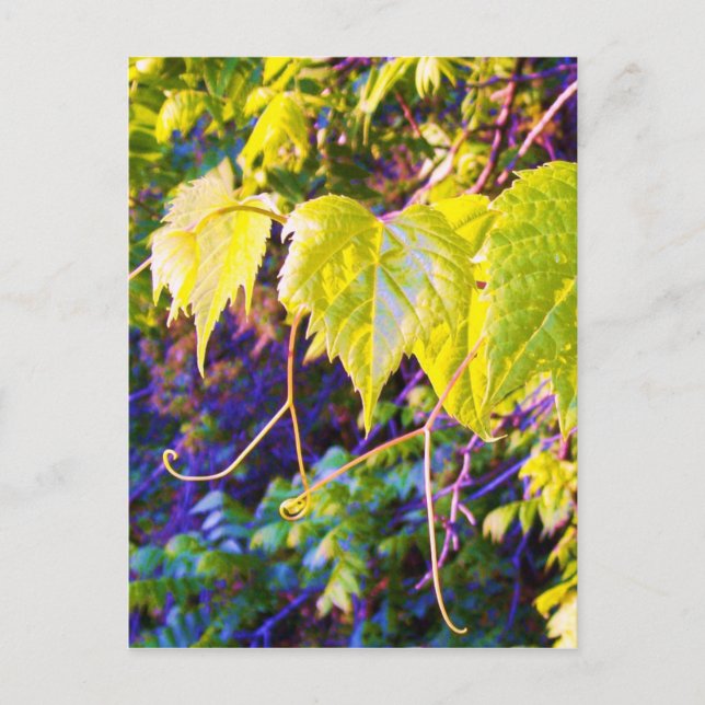 Napa Valley Vykort (Framsida)