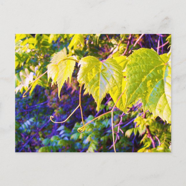 Napa Valley Vykort (Framsida)