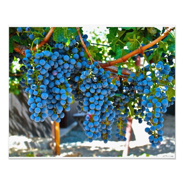 Napa Valley Winery Grapes Fototryck (Framsidan)