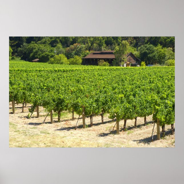 Napa Valley Winery Vineyard Poster (Framsidan)