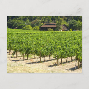 Napa Valley Winery Vineyard Vykort