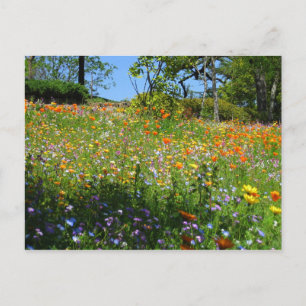 Napa vildblommakort vykort