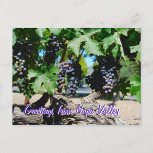 Napa Vineyard-druvor på vin Vykort