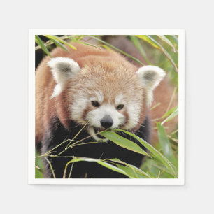 Napkins Photo red panda , djur 0468. Pappersservett