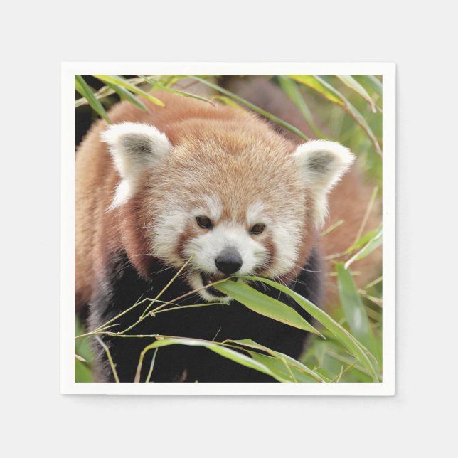 Napkins Photo red panda , djur 0468. Pappersservett (Framsidan)