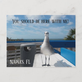 NAPLES, FL Cute Fiskmås Skriv ut Beach Vykort