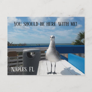 NAPLES, FL Cute Fiskmås Skriv ut Beach Vykort