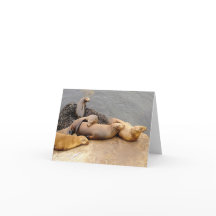 Napping Baby Sea Lejon