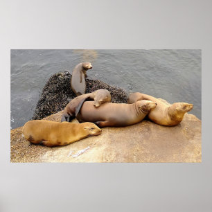 Napping Baby Sea Lejon Poster