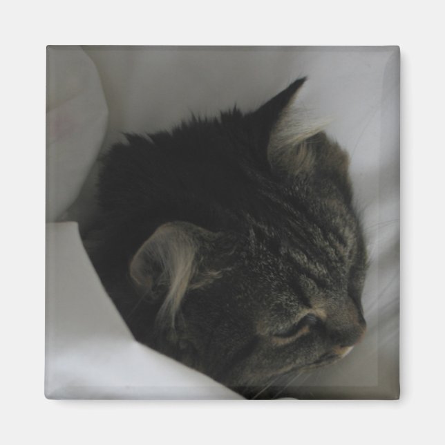 Napping Cat Magnet (Framsidan)