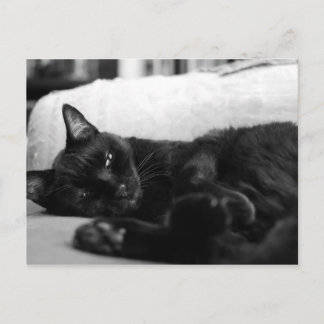 Napping Cat Vykort