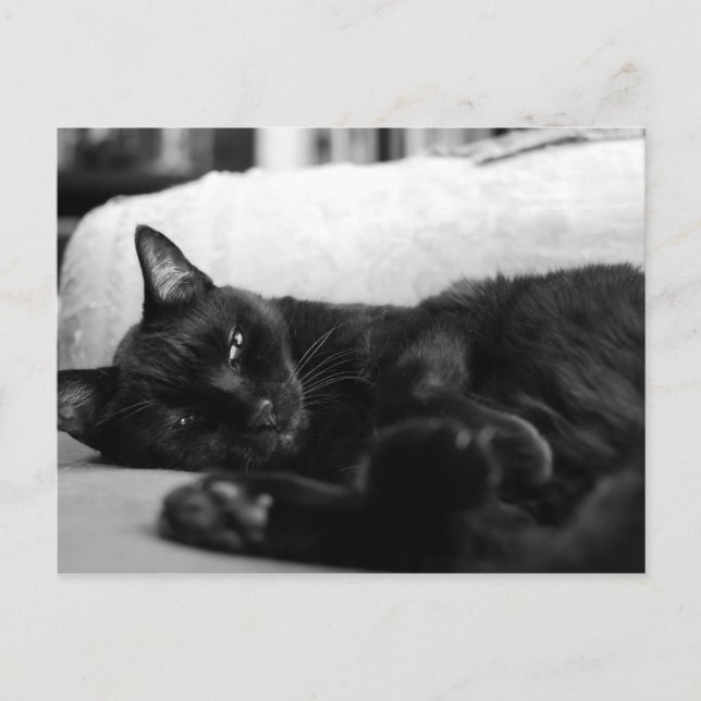 Napping Cat Vykort (Framsida)
