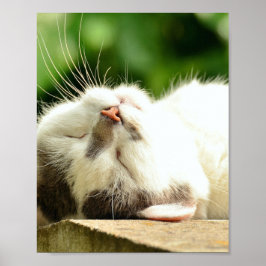 NAPPING KATTUNGE POSTER