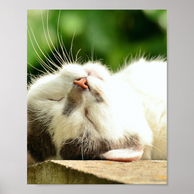 NAPPING KATTUNGE POSTER (Framsidan)