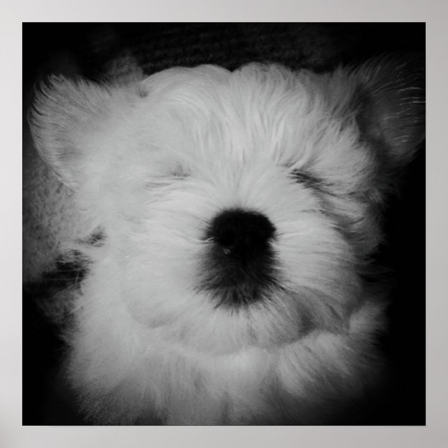 Napping Maltipoo Poster (Framsidan)