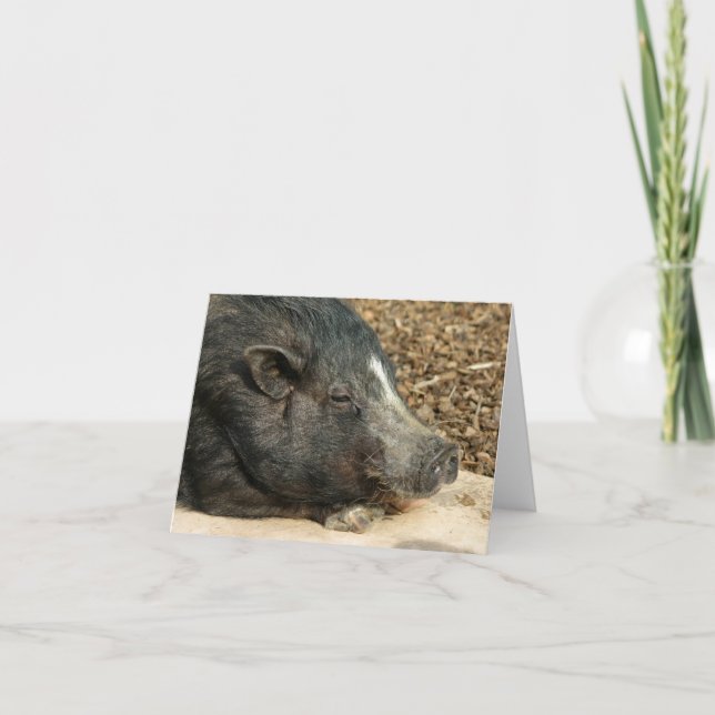 Napping Pot-Bellzed Gris-kort Kort (Framsida)